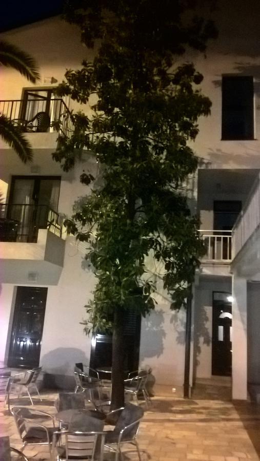 6 Palmi